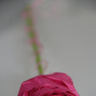 IMG_5773.jpg