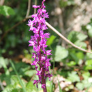 IMG_5304A.JPG