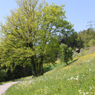 IMG_5315A.JPG