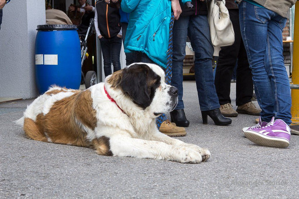 20140504_Bergrettungstag_050.jpg