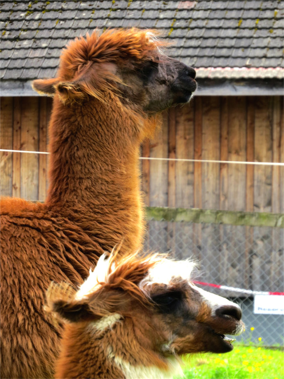 BK_slowUp_2014 65.jpg