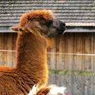 BK_slowUp_2014 65.jpg