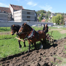 IMG_4411.JPG