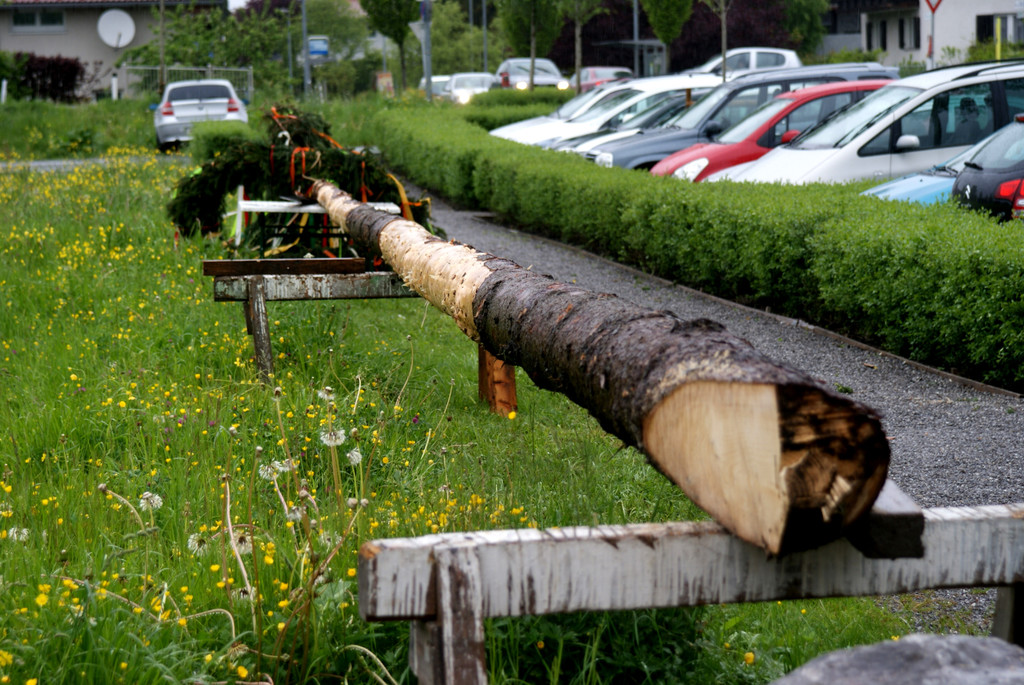 42 Ein Prachtst__ck von Maibaum.JPG