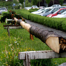 42 Ein Prachtst__ck von Maibaum.JPG