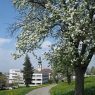 Fr__hling Hochstammkulturen _19_.jpg