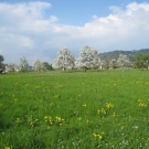 Fr__hling Hochstammkulturen _20_.jpg
