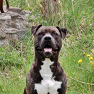 Chaos: Aufgeschlossener, lernwilliger Rüde möchte Einzelplatz