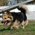 Sally: Brave Hündin wünscht sich ein feines Zuhause