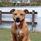 Sambia: Schmuse-Hündin sucht ein schönes Daheim