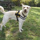 Tequila: Schlauer Rüde braucht liebevolles Frauchen oder Herrchen