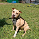 Maurice: Aufgeschlossener Rüde sucht tollen Einzelplatz