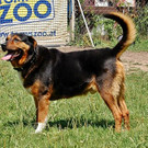 Nero: Freundlicher Rüde wünscht sich schönen Gartenplatz