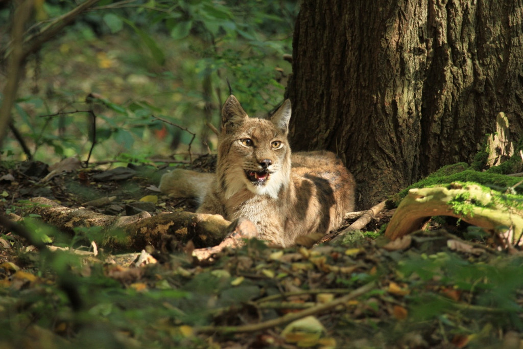 KOE_Wildpark Tierpate VOL 5.jpg