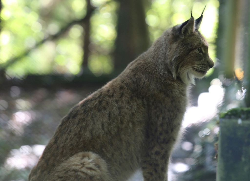 KOE_Wildpark Tierpate VOL 6.jpg