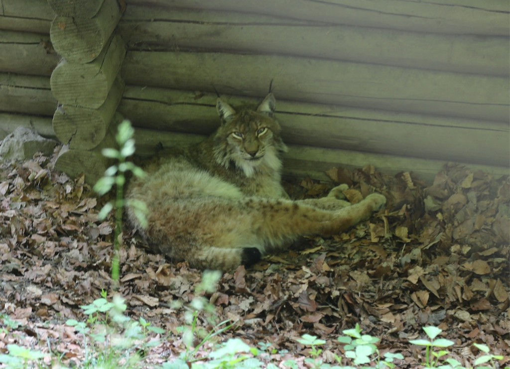 KOE_Wildpark Tierpate VOL 9.jpg