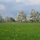 Fr__hling Hochstammkulturen _21_.jpg