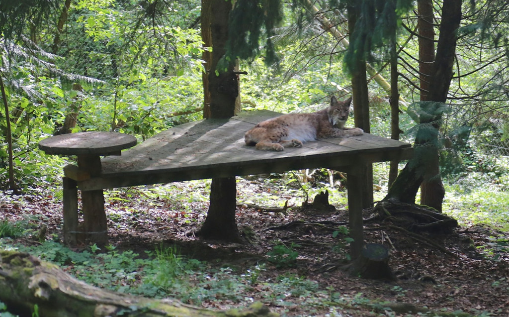 KOE_Wildpark Tierpate VOL 10.jpg