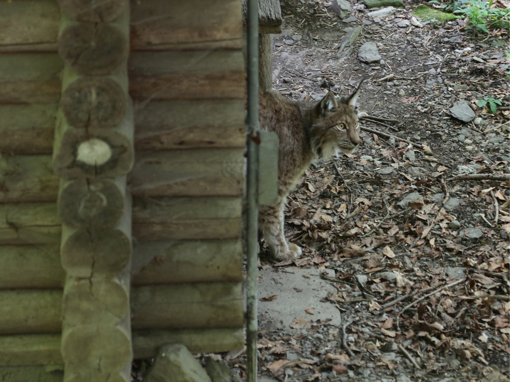 KOE_Wildpark Tierpate VOL 11.jpg