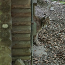 KOE_Wildpark Tierpate VOL 11.jpg