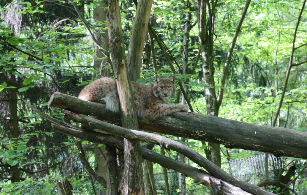 KOE_Wildpark Tierpate VOL 14.jpg