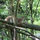 KOE_Wildpark Tierpate VOL 14.jpg