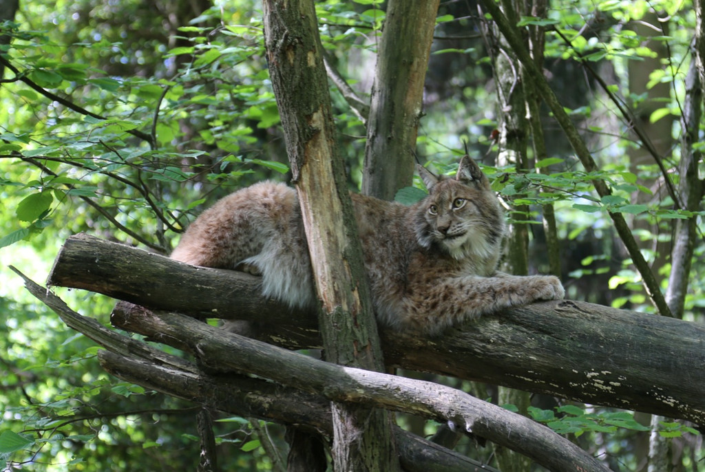 KOE_Wildpark Tierpate VOL 15.jpg