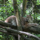 KOE_Wildpark Tierpate VOL 15.jpg