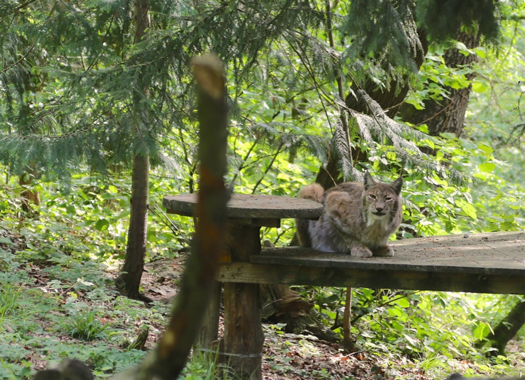 KOE_Wildpark Tierpate VOL 16.jpg