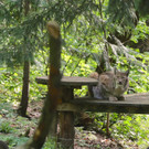 KOE_Wildpark Tierpate VOL 16.jpg