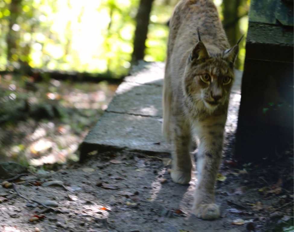 KOE_Wildpark Tierpate VOL 18.jpg