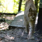 KOE_Wildpark Tierpate VOL 18.jpg