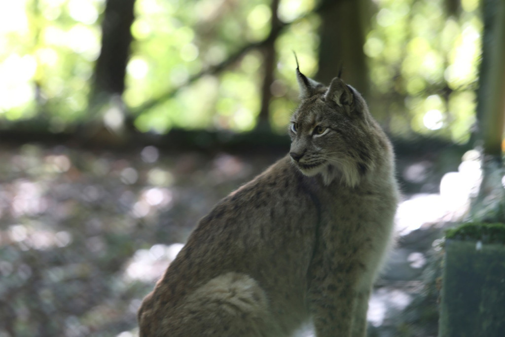 KOE_Wildpark Tierpate VOL 19.jpg