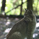 KOE_Wildpark Tierpate VOL 19.jpg