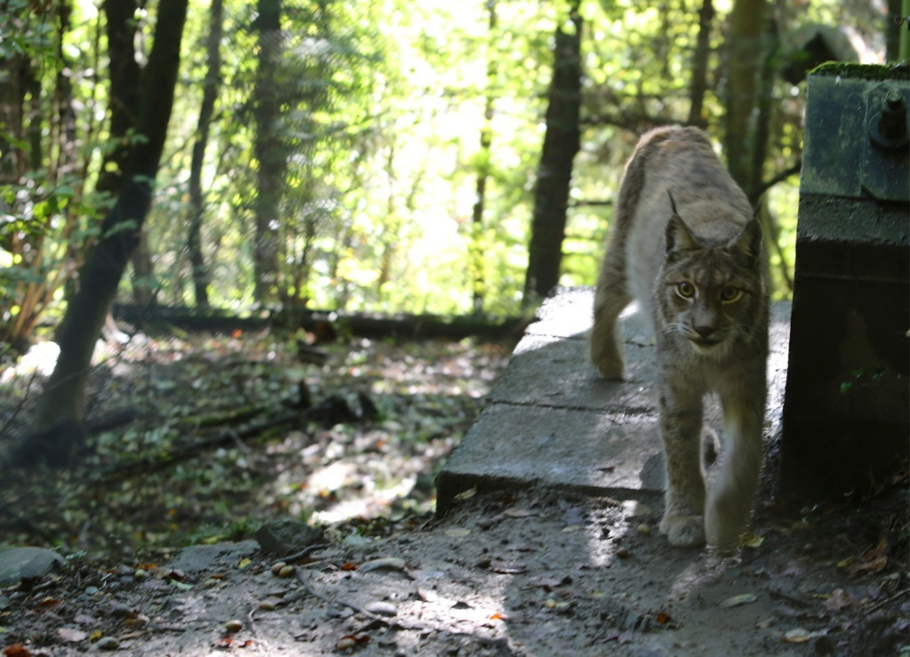 KOE_Wildpark Tierpate VOL 20.jpg