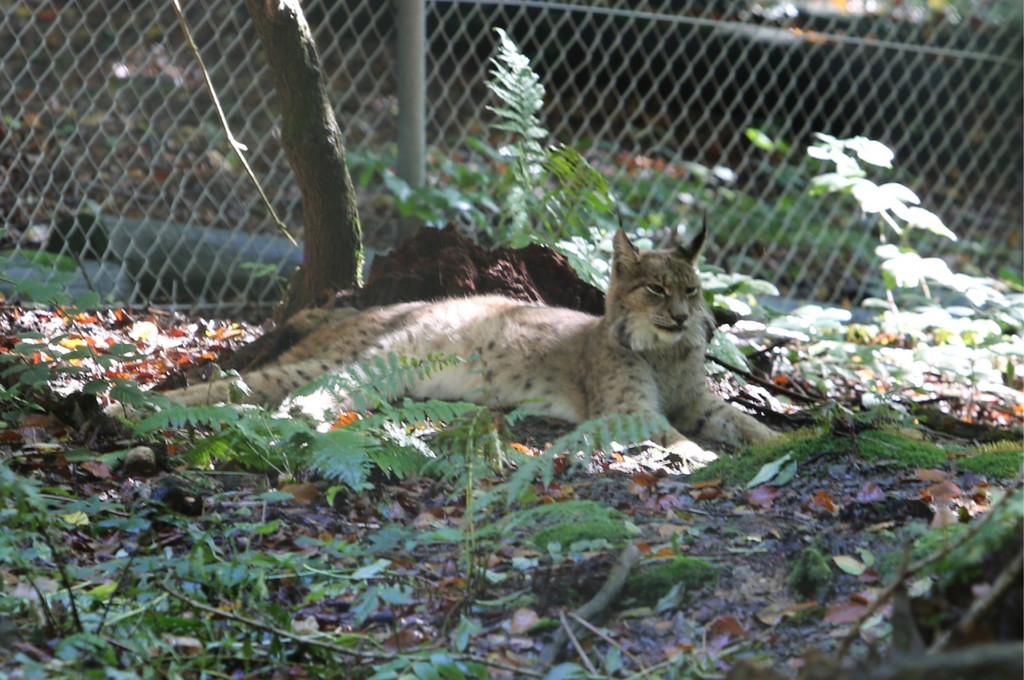 KOE_Wildpark Tierpate VOL 21.jpg