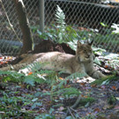 KOE_Wildpark Tierpate VOL 21.jpg