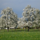 Fr__hling Hochstammkulturen _22_.jpg
