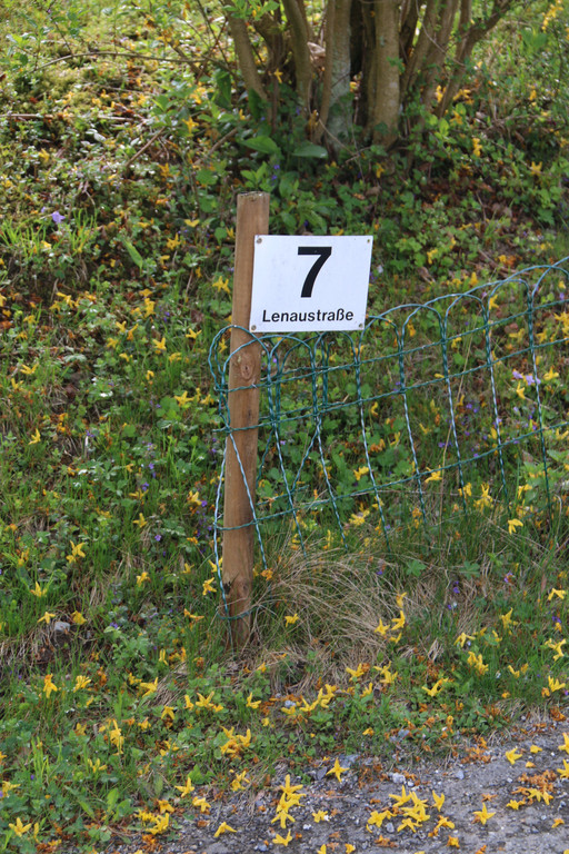Lenaustra__e1.JPG