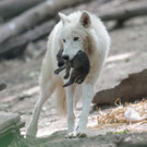 01 Arktische W__lfe Jungtiere 2014.jpg