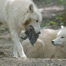 02 Arktische W__lfe Jungtiere 2014.jpg