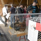 kleintiermarkt2014_5.jpg