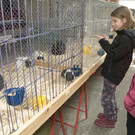 kleintiermarkt2014_7.jpg