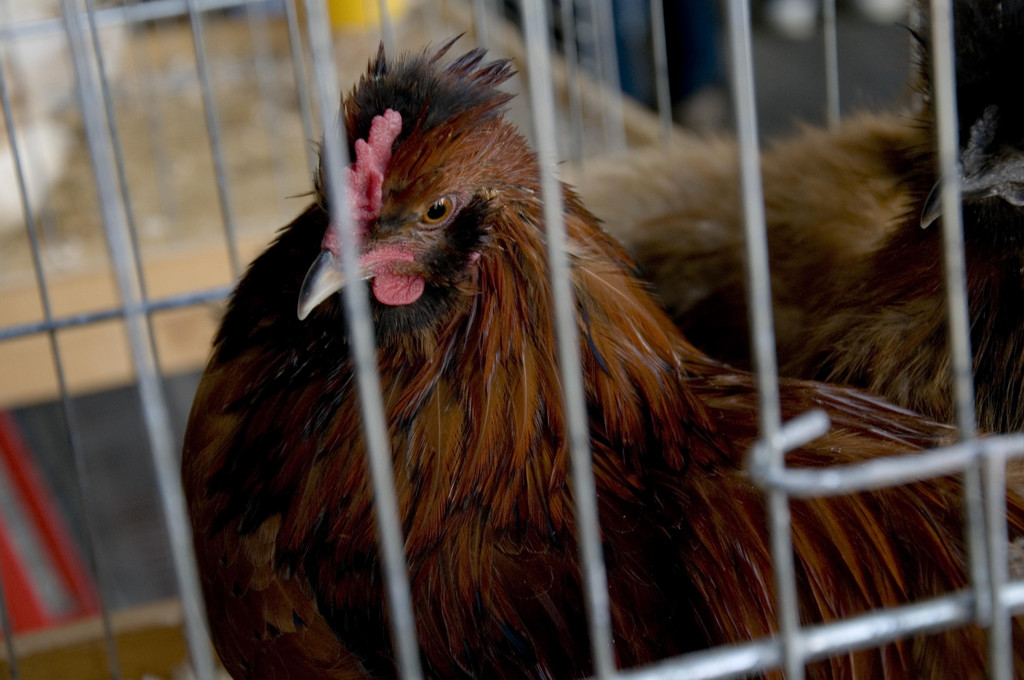 kleintiermarkt2014_22.jpg