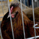 kleintiermarkt2014_22.jpg