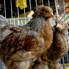 kleintiermarkt2014_23.jpg