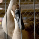 kleintiermarkt2014_24.jpg