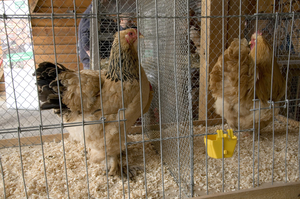 kleintiermarkt2014_26.jpg