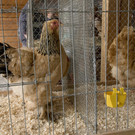 kleintiermarkt2014_26.jpg