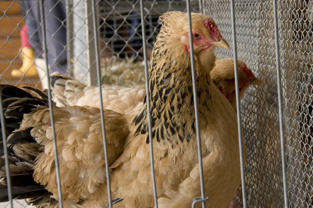 kleintiermarkt2014_27.jpg
